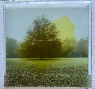 Artists/Images/ResizedExtra/myriam thomas_image_boom in tuin.jpg